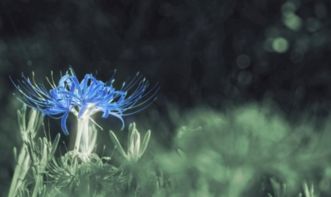 青い彼岸花の正体ネタバレ 鬼滅最終回 藤の花に込められた意味を考察 Menslog